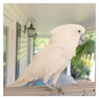 Birds