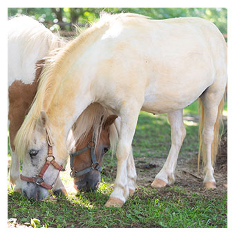 Horses