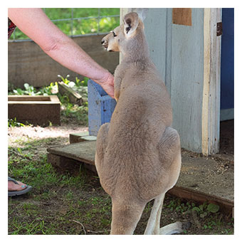 Kangaroo