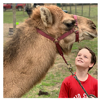 Camel