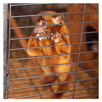 Kikajou